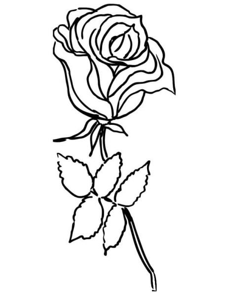 Rose Flower  coloring page image