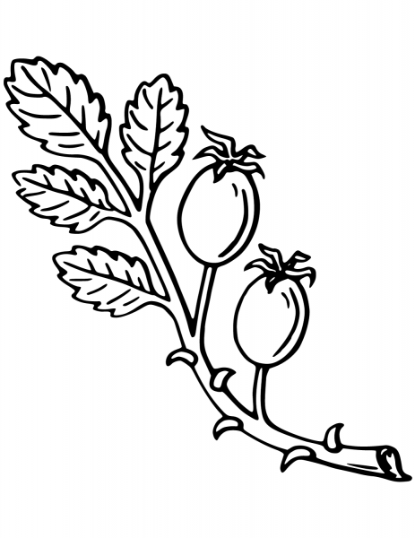 Rose hip coloring page image