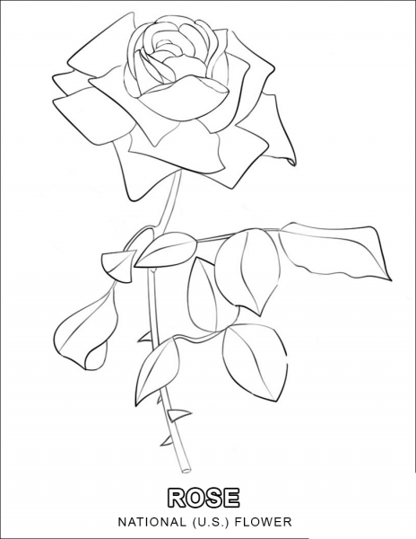 Rose – National U.S. Flower coloring page image