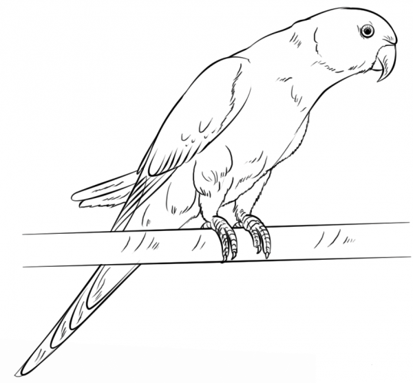 Rose-ringed Parakeet coloring page image