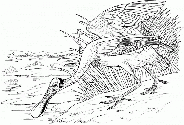 Roseate Spoonbill Bird coloring page image