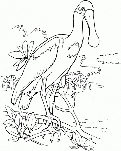 Roseate Spoonbill coloring page image