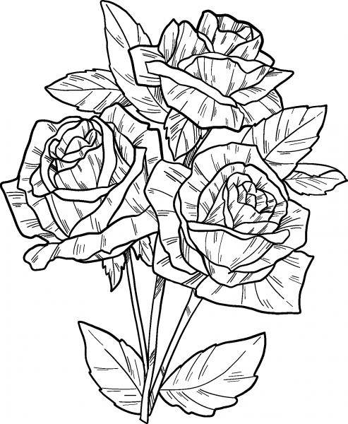 Roses coloring page image