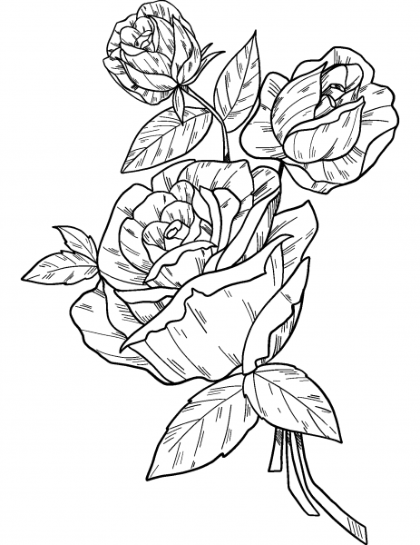 Roses coloring page image