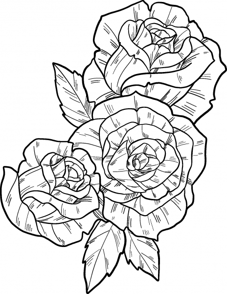 Roses coloring page image