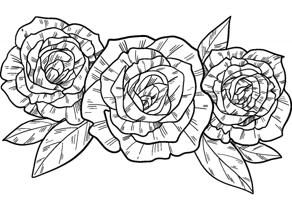 Roses coloring page image