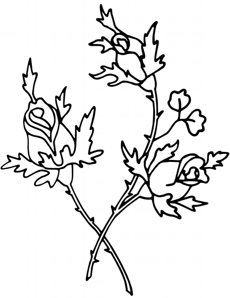 Roses coloring page image