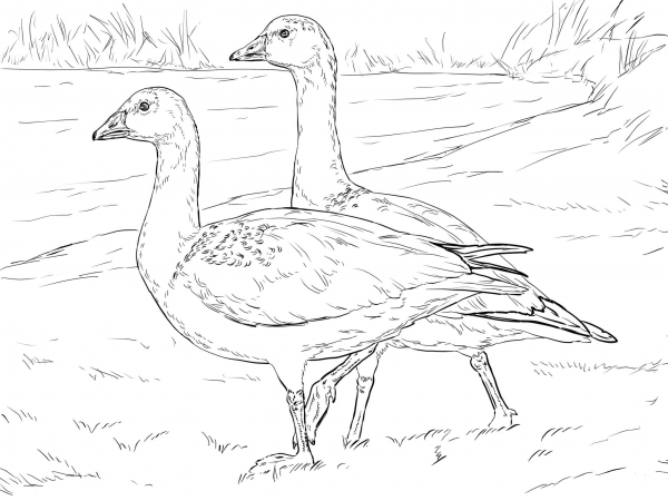 Ross’s Gooses coloring page image