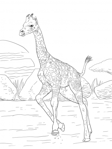Rothschild Giraffe Calf coloring page image