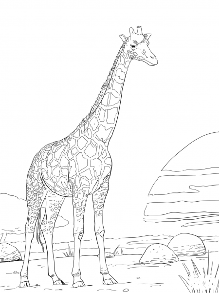 Rothschild Giraffe coloring page image