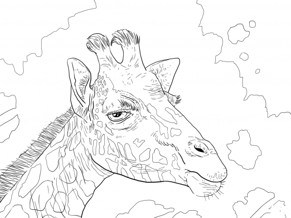 Rothschild Giraffe Head coloring page image