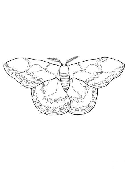 Rothschilds Silk Moth coloring page image