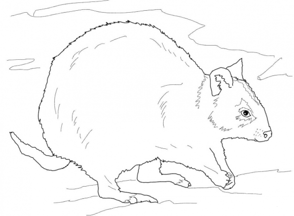 Rottnest Quokka coloring page image