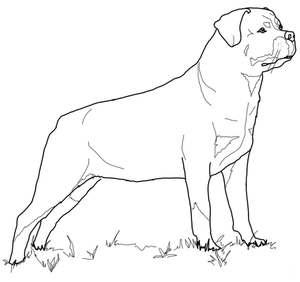 Rottweiler coloring page image