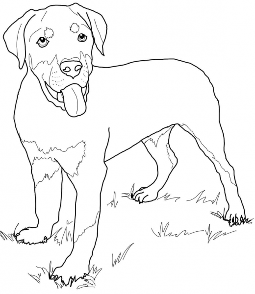 Rottweiler Puppy coloring page image