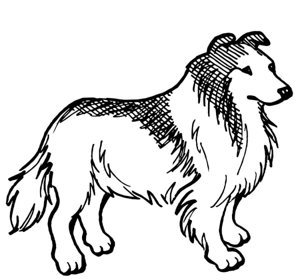 Rough Collie Dog coloring page image