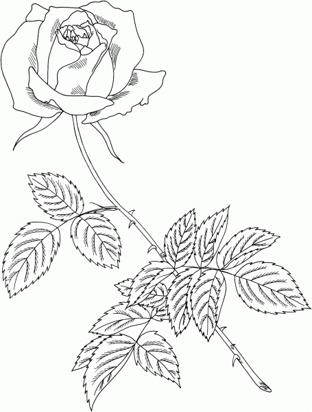 Royal Highness Rose coloring page image