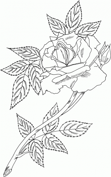 Royal Sunset Climbing Rose coloring page image