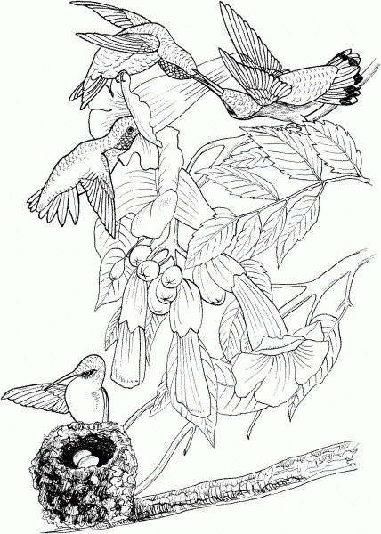 Ruby Throated Hummingbird coloring page image