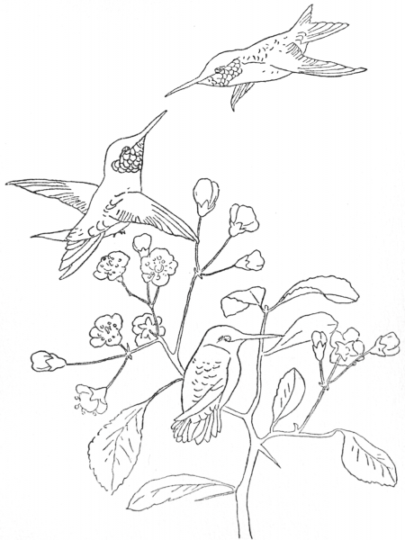 Ruby-throated Hummingbird coloring page image