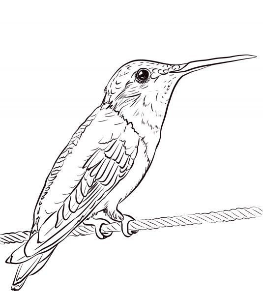 Ruby-throated Hummingbird coloring page image