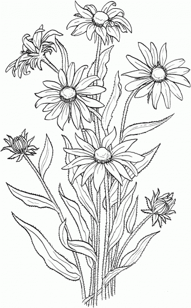 Rudbeckia Hirta or Black Eyed Susan coloring page image
