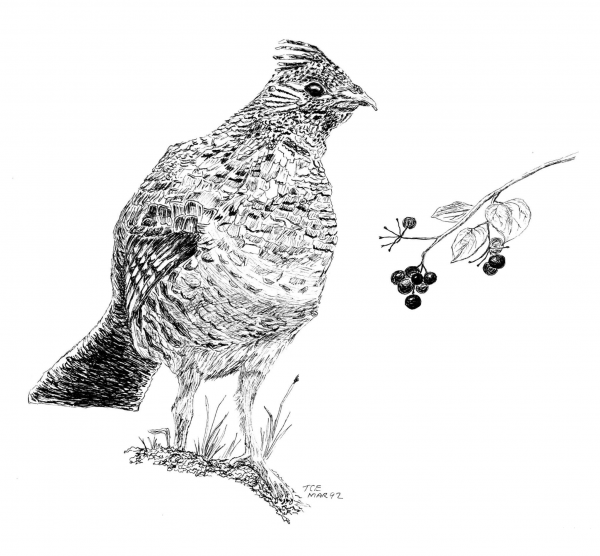 Ruffed Grouse coloring page image