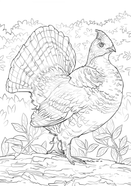Ruffed Grouse coloring page image