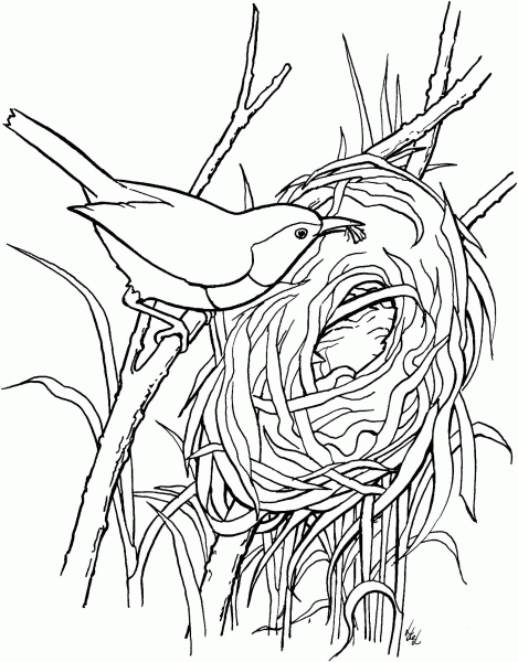 Rufous-breasted Wren Bird Build a Nest coloring page image