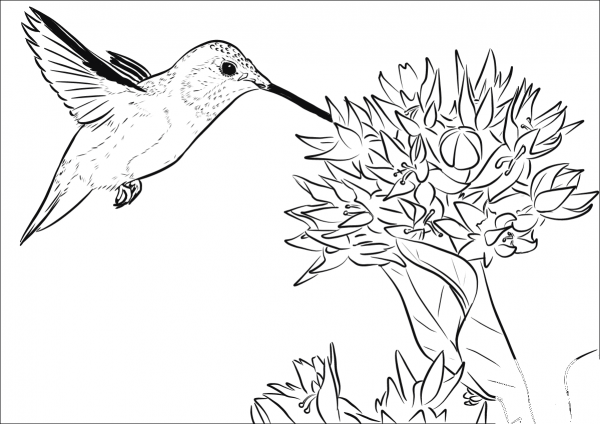 Rufous Hummingbird coloring page image