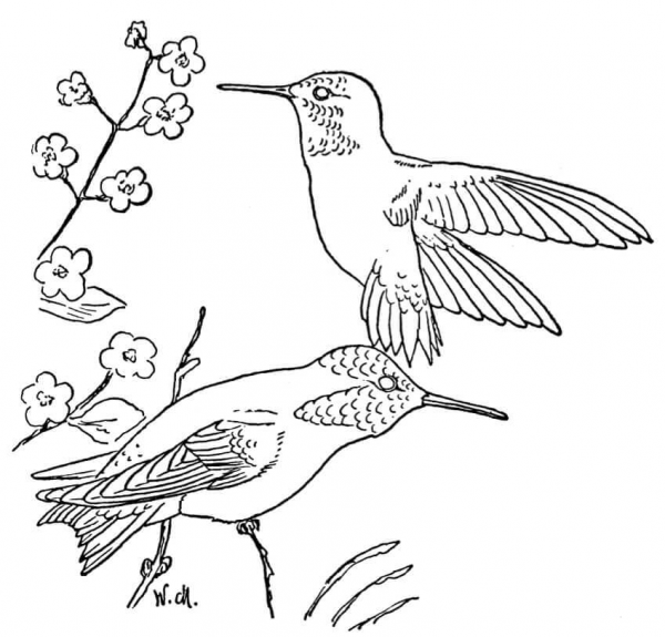 Rufous Hummingbirds coloring page image