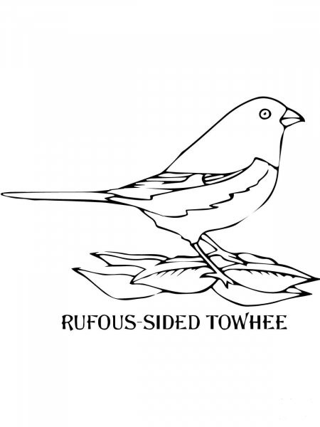 Rufous Sided Towhee coloring page image