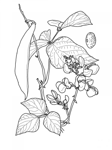 Runner Bean coloring page image