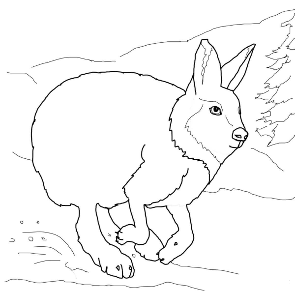 Running Arctic Hare coloring page image