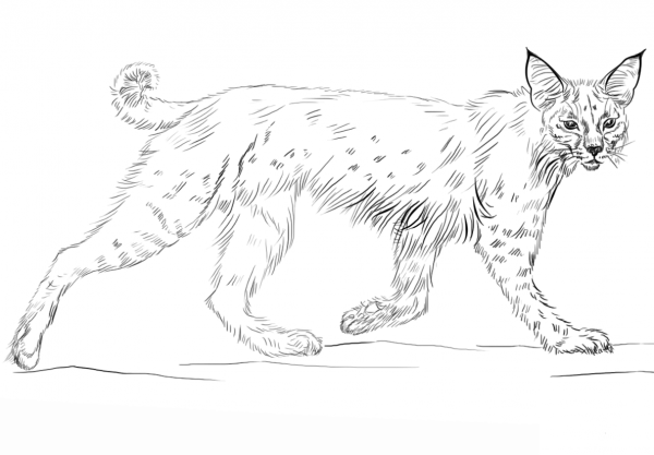 Running Bobcat coloring page image