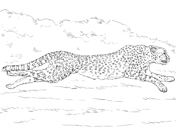 Running Cheetah coloring page image