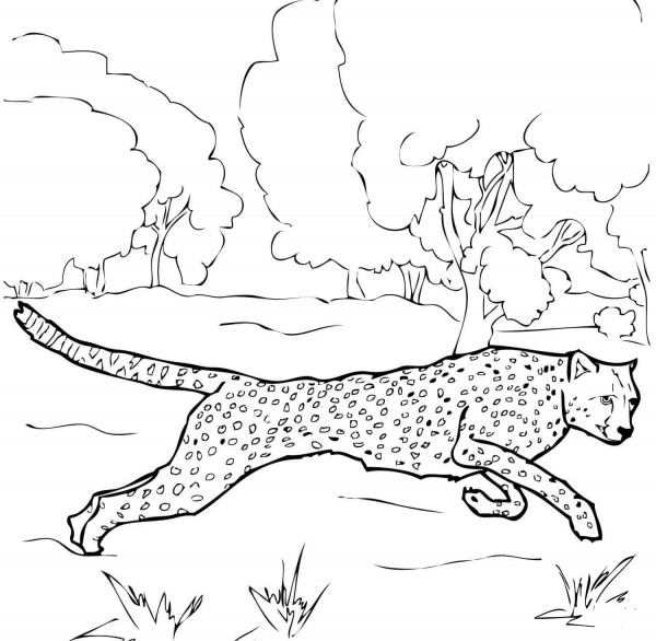 Running Cheetah coloring page image