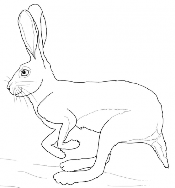 Running Desert Hare coloring page image