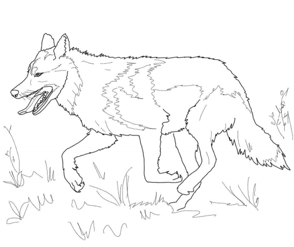 Running Mexican Grey Wolf coloring page image