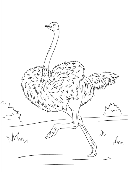 Running Ostrich coloring page image