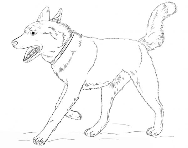 Running Siberian Husky coloring page image