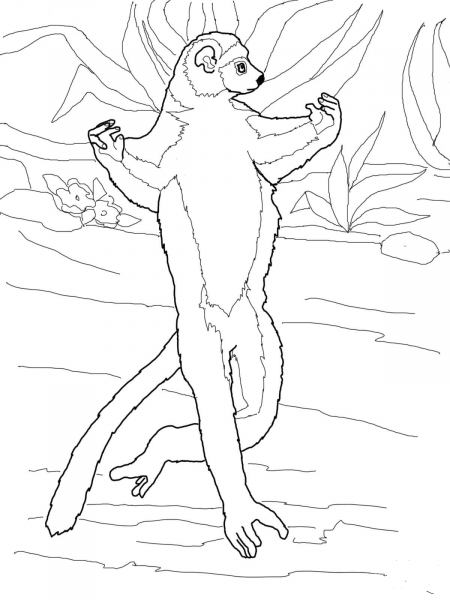 Running Sifaka coloring page image