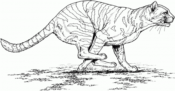 Running Tiger coloring page image