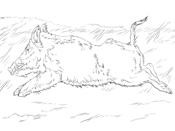 Running Wild Boar coloring page image