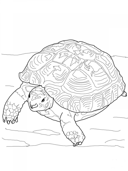 Russian Tortoise coloring page image