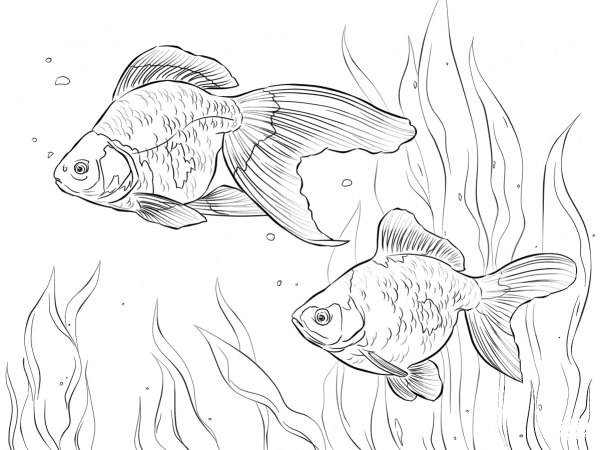 Ryukin Goldfishes  coloring page image