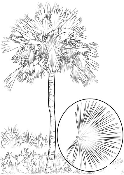 Sabal Palm coloring page image
