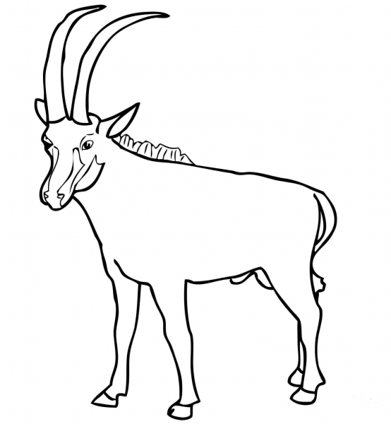 Sable Antelope coloring page image