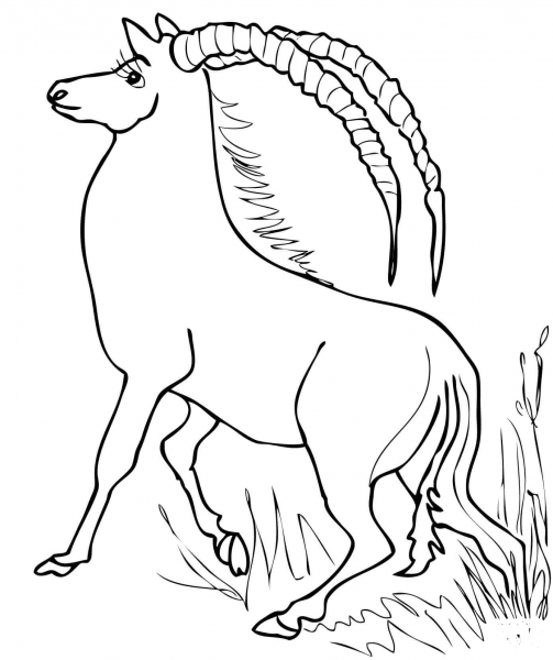Sable Antelope from Africa coloring page image