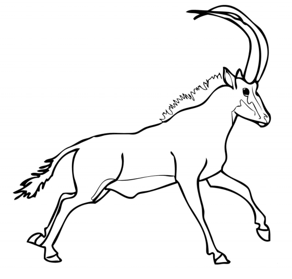 Sable Antelope Runs coloring page image